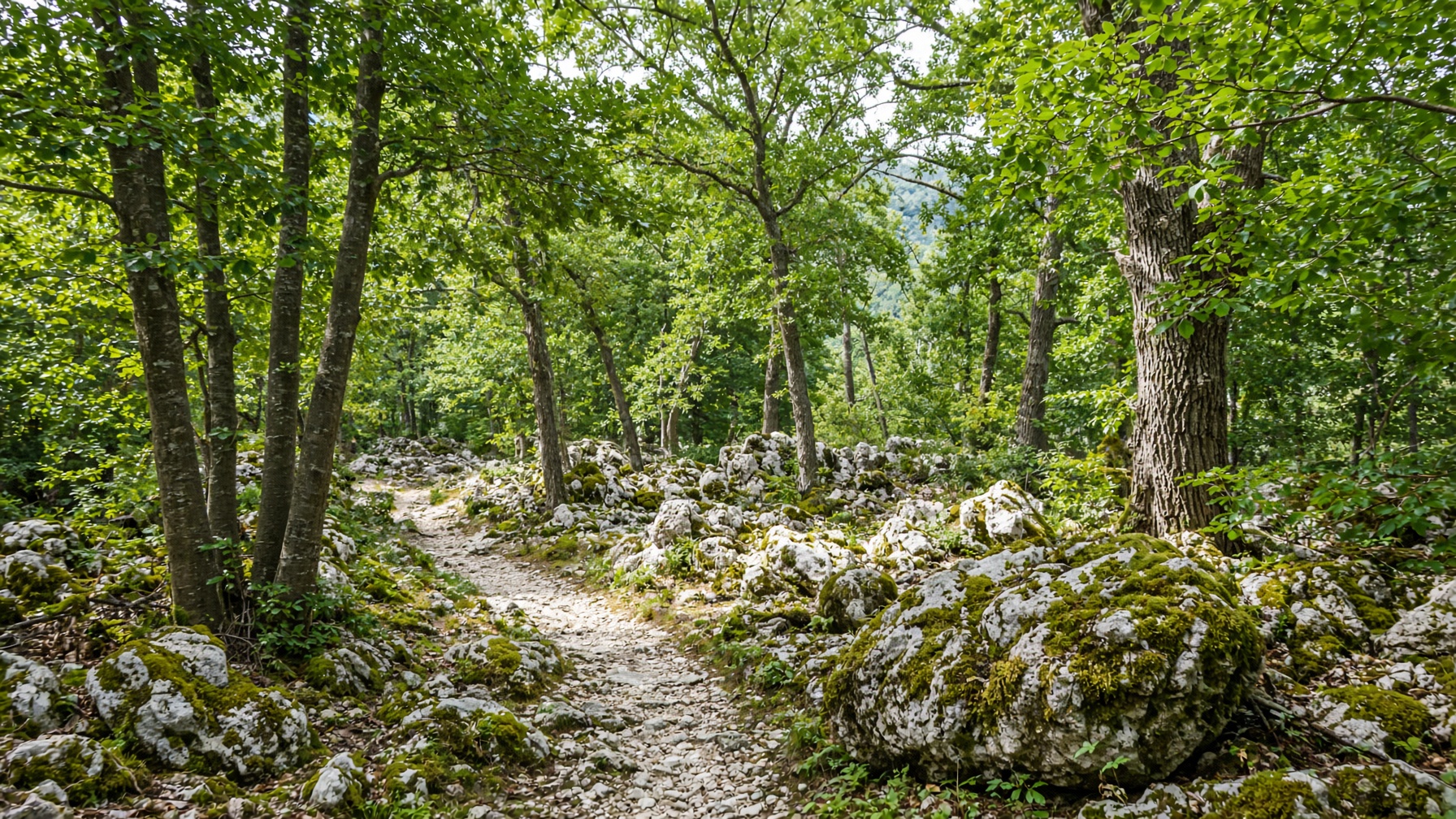 Beech forest path in morning mist